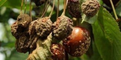 Monilioza trešnje - kako liječiti bolest monilijalne opekotine